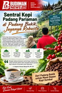 Sentral Kopi Padang Pariaman di Padang Bukik, Jayanya Robusta