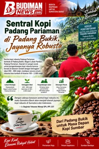 Sentral Kopi Padang Pariaman di Padang Bukik, Jayanya Robusta