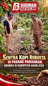 Sentra Kopi Robusta Padang Pariaman dan Arabika Agam Atas, Strategi Besar Dongkrak Ekonomi Petani Sumbar