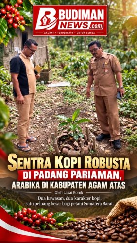 Sentra Kopi Robusta Padang Pariaman dan Arabika Agam Atas, Strategi Besar Dongkrak Ekonomi Petani Sumbar