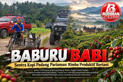 BABURU BABI, SENTRA KOPI PADANG PARIAMAN: RIMBA PRODUKTIF BERTANI